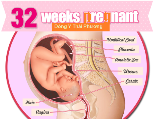 cân năngj thai nhi 32 tuần