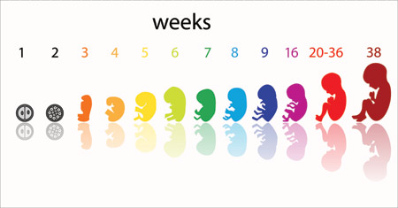 chỉ số thai nhi theo tuần