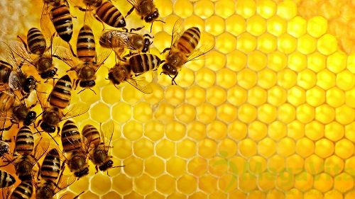tiểu đường uống mật ong được không